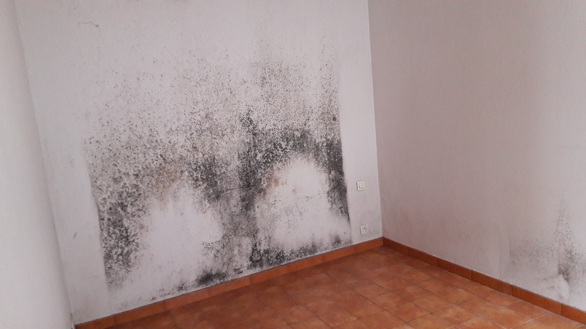 Moisissures - Expertise humidité à Dole